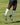 TCK socks Scrunch Football Leg Sleeves For Boys and Men