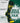 TCK socks Baylor Bears Mayhem Crew Socks