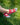 TCK socks Rutgers Scarlet Knights No Show Tour Socks
