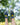 TCK socks West Virginia Mountaineers No Show Tour Socks