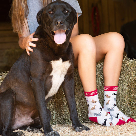 WHD socks Adopt a Dog Socks Perfect Dog Lovers Gift